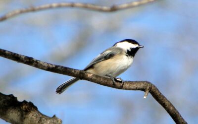 Advisory: Report Dead Birds and Remove Feeders