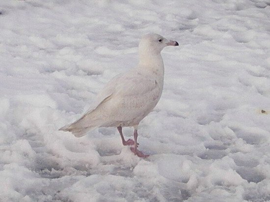 image of a 2nd Yr Glaucous Gull