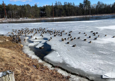 image of mallards and other waterfowl on the ice and open water of the Turners Falls power canal