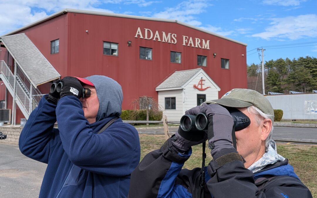 Adams Farm Hawkwatch 2026 Update