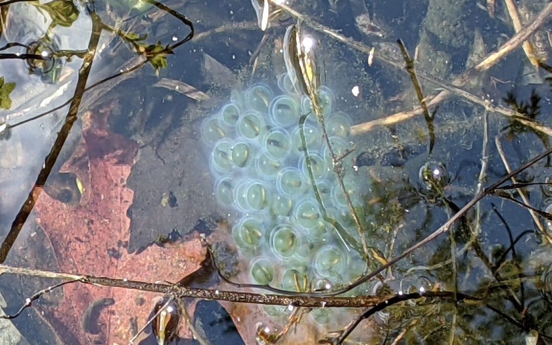 Homeschooler Opportunity: Vernal Pool Field Trip