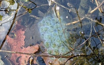 Homeschooler Opportunity: Vernal Pool Field Trip