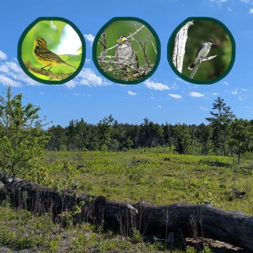 Birds and Blueberries at Birch Hill WMA