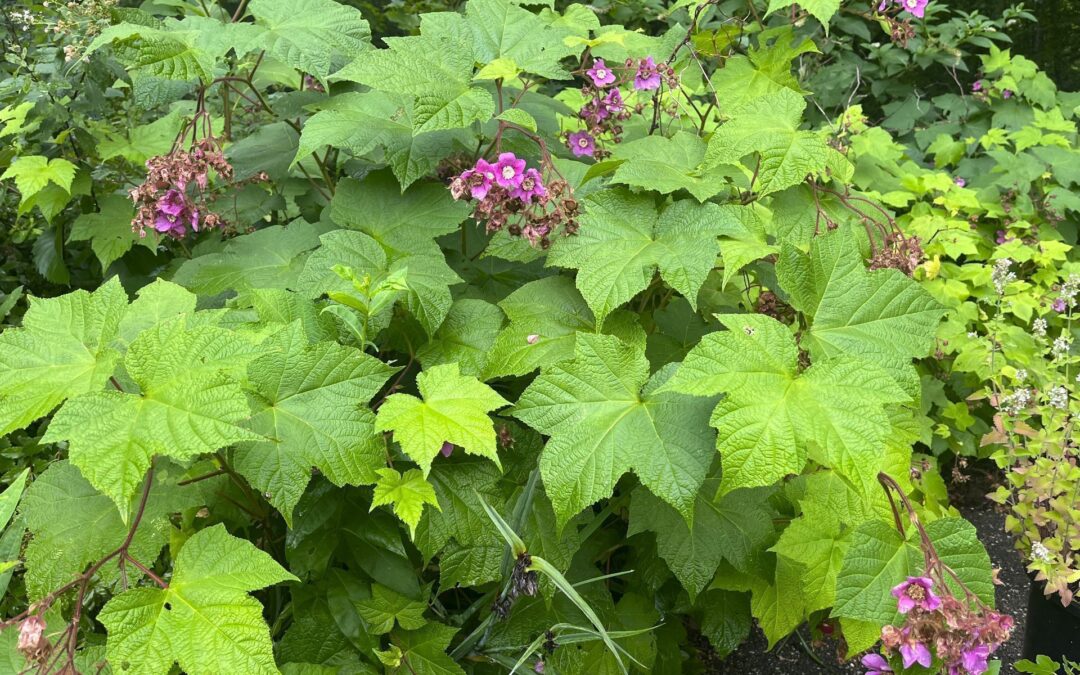 Native Species Recommendations from Dan Wilder